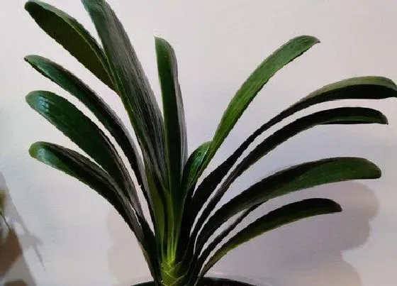 植物常识问题|君子兰常用的逼芽法分享