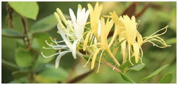 金银花冬天开花吗 | 三农答疑