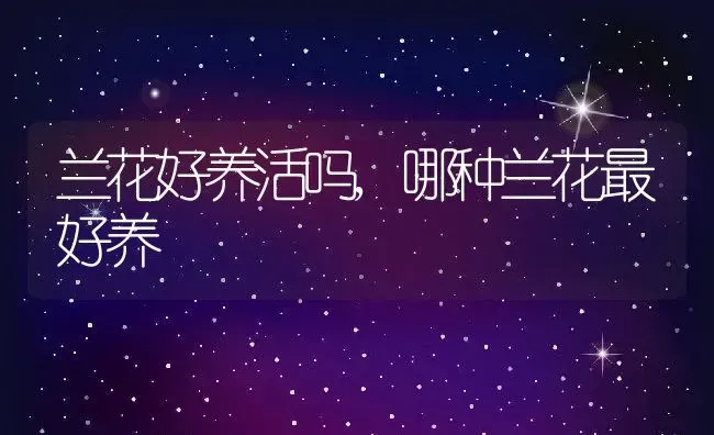 兰花好养活吗,哪种兰花最好养 | 养殖常见问题