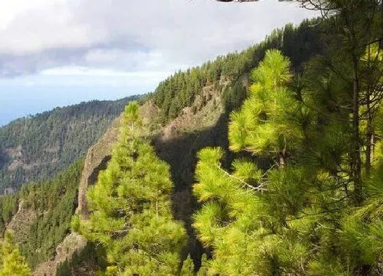 植物常识问题|松树品种名称及图片大全 常见松树的种类和图解