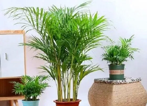 植物常识问题|凤尾竹如何上盆长新根更快