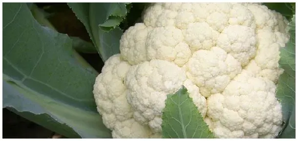 花椰菜缺钙症状 | 农业问题