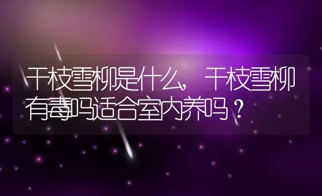 干枝雪柳是什么,干枝雪柳有毒吗适合室内养吗？ | 养殖常见问题