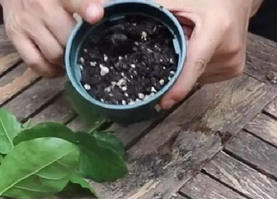 植物常识问题|茉莉花土壤板结怎么办(盆栽茉莉花的土干结怎么换盆)