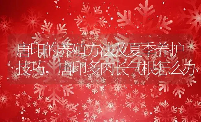 唐印的养殖方法及夏季养护技巧,唐印多肉长气根怎么办 | 养殖常见问题