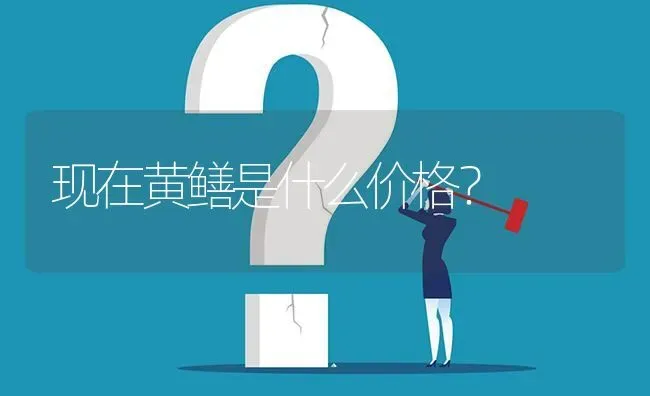 现在黄鳝是什么价格? | 养殖问题解答