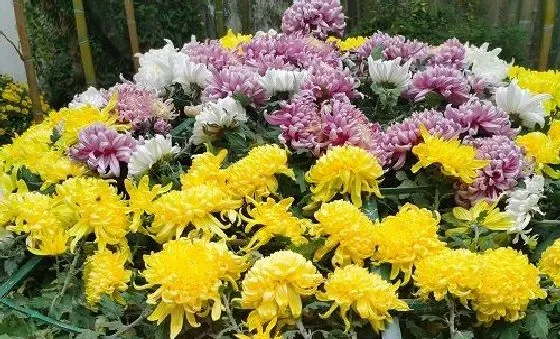 植物常识问题|日本的国花是菊花还是樱花 日本的国花是什么花