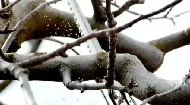 植物常识问题|冬季栽果树管理技术与注意事项（冬季果园管理要点）