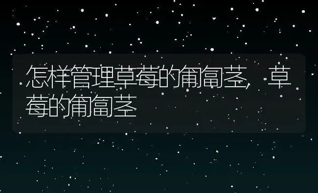 怎样管理草莓的匍匐茎,草莓的匍匐茎 | 养殖常见问题