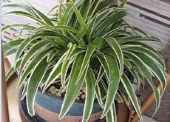 植物常识问题|家里抽烟养什么植物好