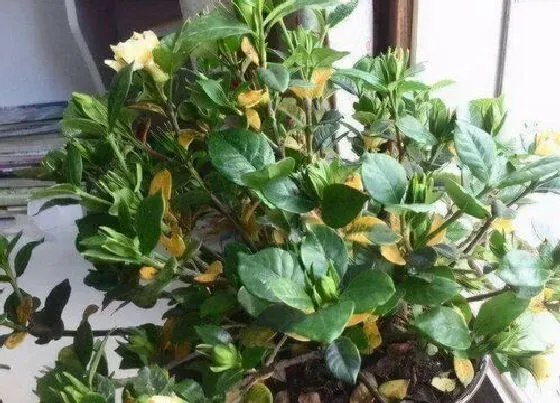 植物常识问题|栀子花为什么叶子发黄 栀子花黄叶子原因及救治方法