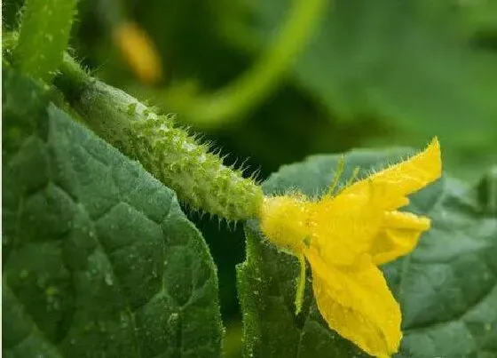 植物常识问题|露地夏季黄瓜遇到高温怎么办（种植黄瓜高温需要遮阳吗）