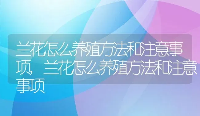 兰花怎么养殖方法和注意事项,兰花怎么养殖方法和注意事项 | 养殖常见问题