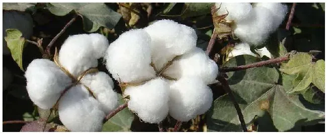 棉花的种植季节和生长特点及作用 | 三农答疑