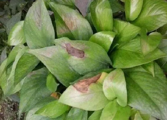 植物常识问题|夏季绿萝叶片老是发黄怎么办