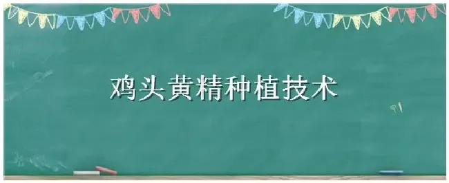 鸡头黄精种植技术 | 三农答疑