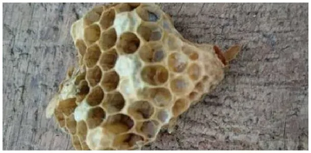 蜜蜂的蜂王是怎么来的？ | 农业问题