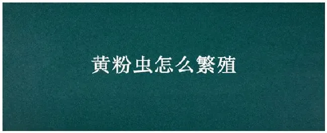 黄粉虫怎么繁殖 | 农业问题