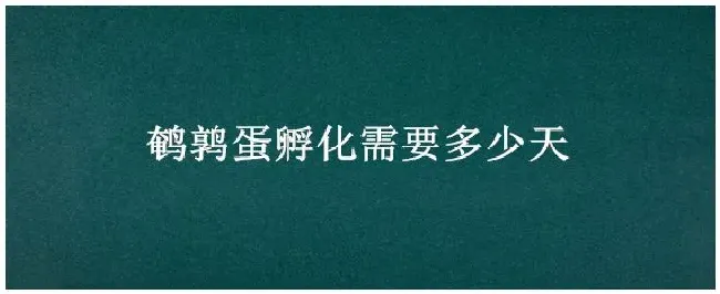 鹌鹑蛋孵化需要多少天 | 生活常识