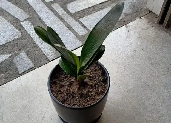 植物常识问题|君子兰用什么养肥效好叶绿开花多