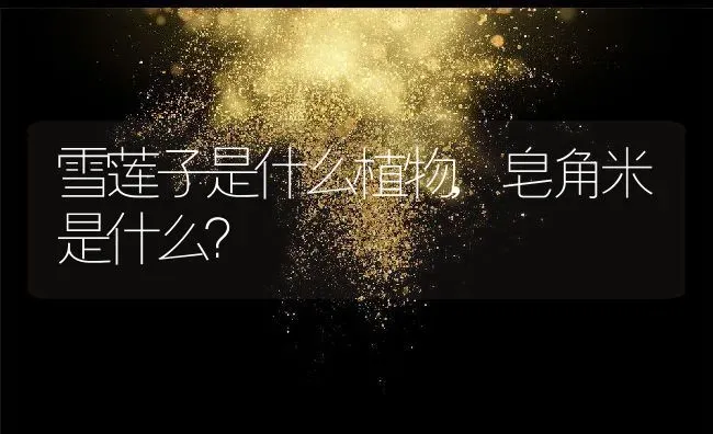 雪莲子是什么植物,皂角米是什么？ | 养殖常见问题