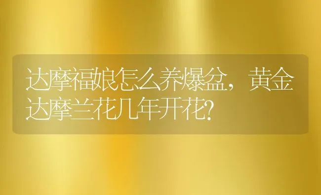 达摩福娘怎么养爆盆,黄金达摩兰花几年开花？ | 养殖常见问题