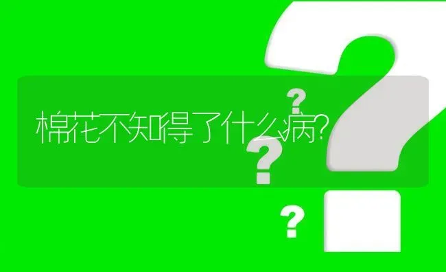 棉花不知得了什么病? | 养殖问题解答