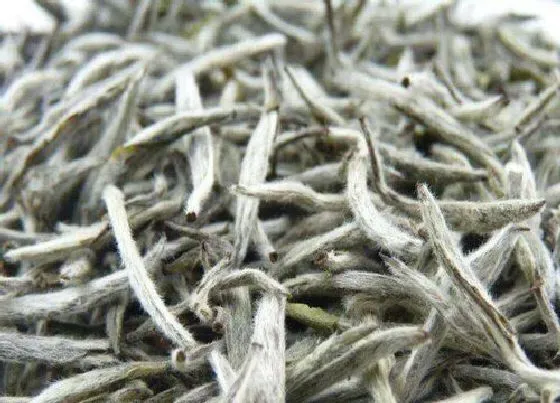 植物常识问题|老白茶的功效与作用及禁忌 适合什么季节喝