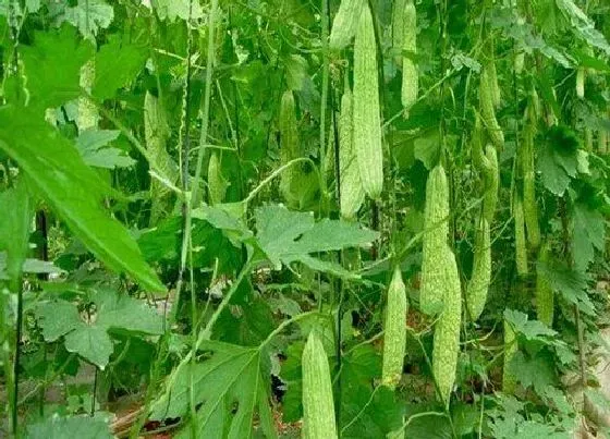 植物常识问题|怎样让苦瓜高产挂果多（苦瓜高产种植技术与管理要点）