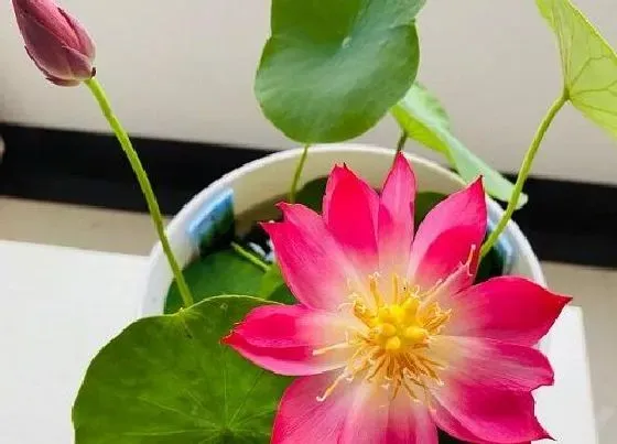 植物常识问题|碗莲好养活吗