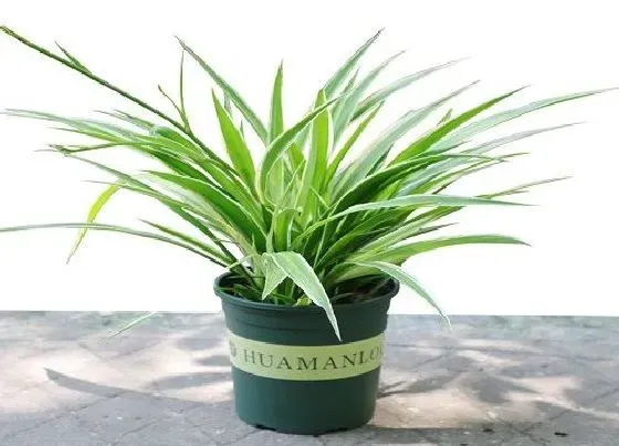 植物常识问题|小吊兰的种植方法