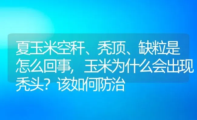 夏玉米空秆、秃顶、缺粒是怎么回事,玉米为什么会出现秃头？该如何防治 | 养殖常见问题