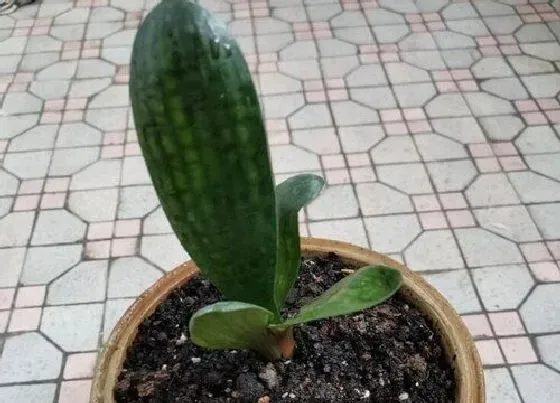 植物常识问题|君子兰叶片缺水萎蔫正确的处理办法