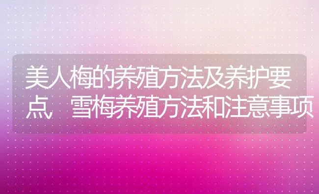 美人梅的养殖方法及养护要点,雪梅养殖方法和注意事项 | 养殖常见问题