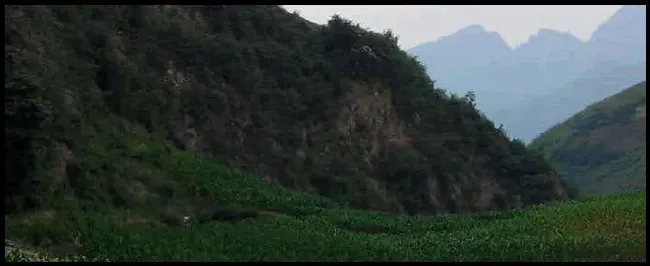 玉米抽雄是什么意思 | 农业常识