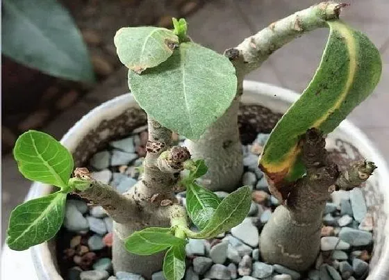 植物常识问题|沙漠玫瑰要想花期延长该怎么养护