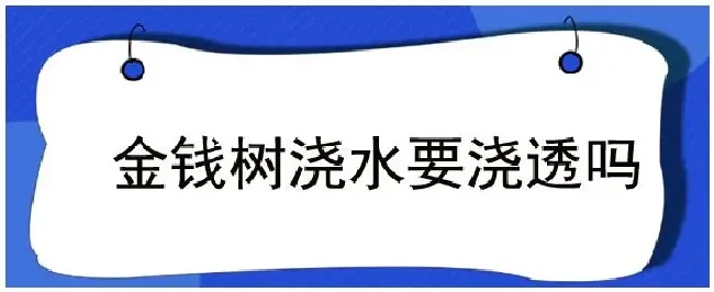 金钱树浇水要浇透吗 | 农业答疑