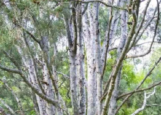 植物常识问题|松树品种名称及图片大全 常见松树的种类和图解