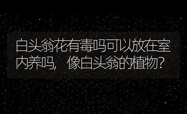 白头翁花有毒吗可以放在室内养吗,像白头翁的植物？ | 养殖常见问题