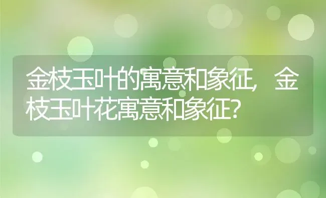 金枝玉叶的寓意和象征,金枝玉叶花寓意和象征？ | 养殖常见问题