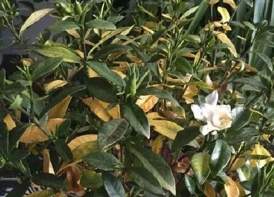 植物常识问题|栀子花为什么叶子发黄 栀子花黄叶子原因及救治方法