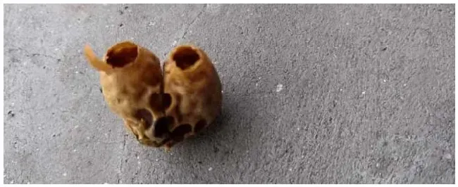 蜜蜂分蜂热是什么意思？ | 科普知识