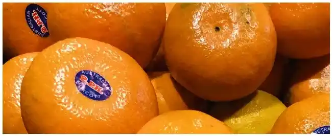 沃柑种植前景 | 三农问答