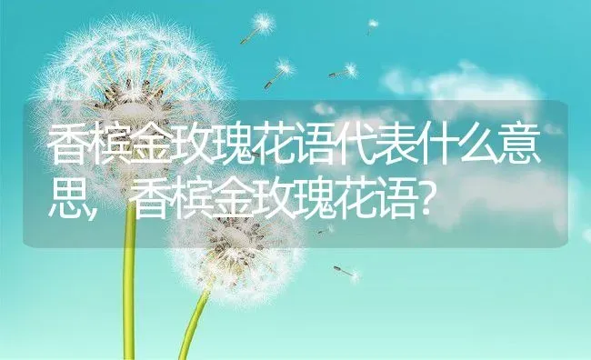 香槟金玫瑰花语代表什么意思,香槟金玫瑰花语？ | 养殖常见问题