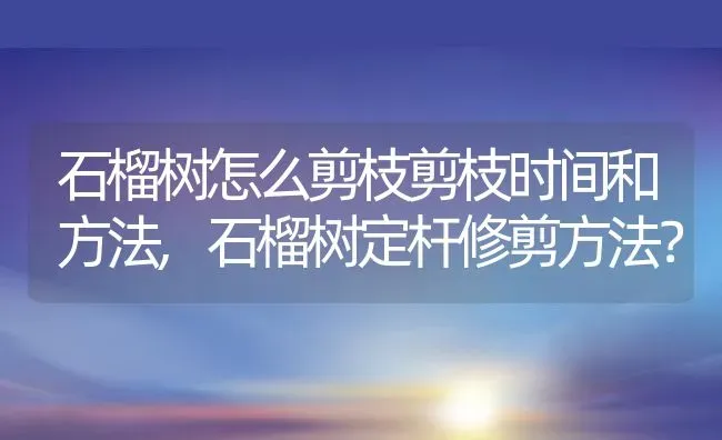 石榴树怎么剪枝剪枝时间和方法,石榴树定杆修剪方法？ | 养殖常见问题
