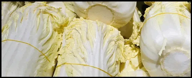 白菜什么时候种 | 科普知识