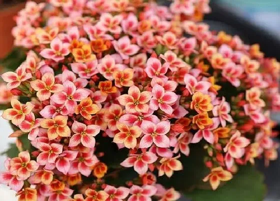 植物常识问题|长寿花怎么养护生长旺盛又防虫