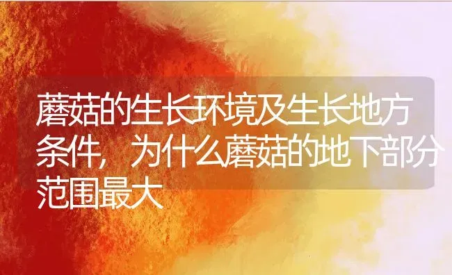 蘑菇的生长环境及生长地方条件,为什么蘑菇的地下部分范围最大 | 养殖常见问题