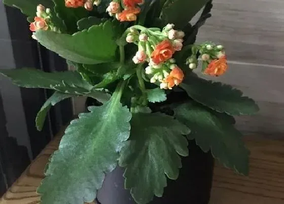 植物常识问题|长寿花怎么养护生长旺盛又防虫