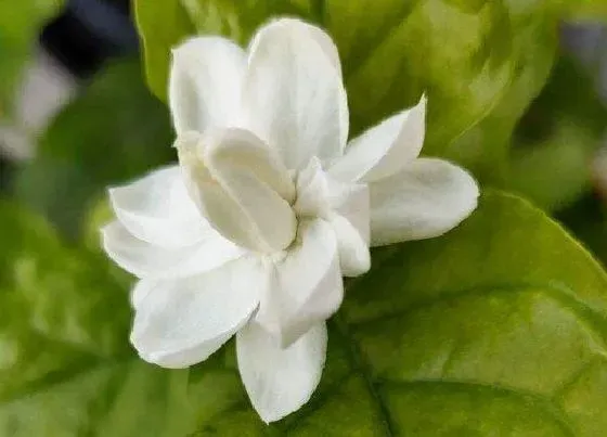 植物常识问题|花中最香的花是什么花 四季里开花香味浓的花卉